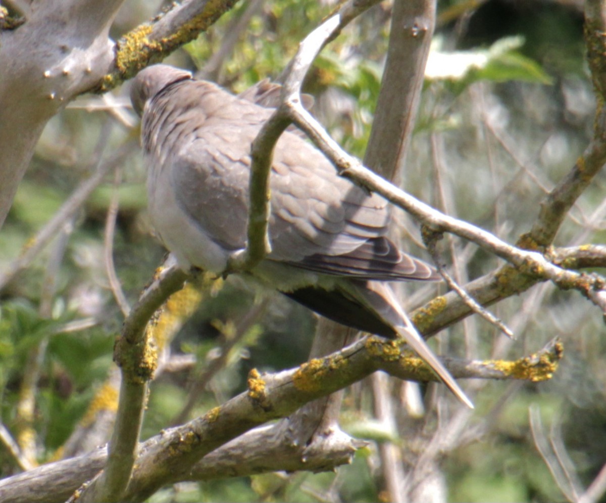 Eurasian Collared-Dove - ML620684261