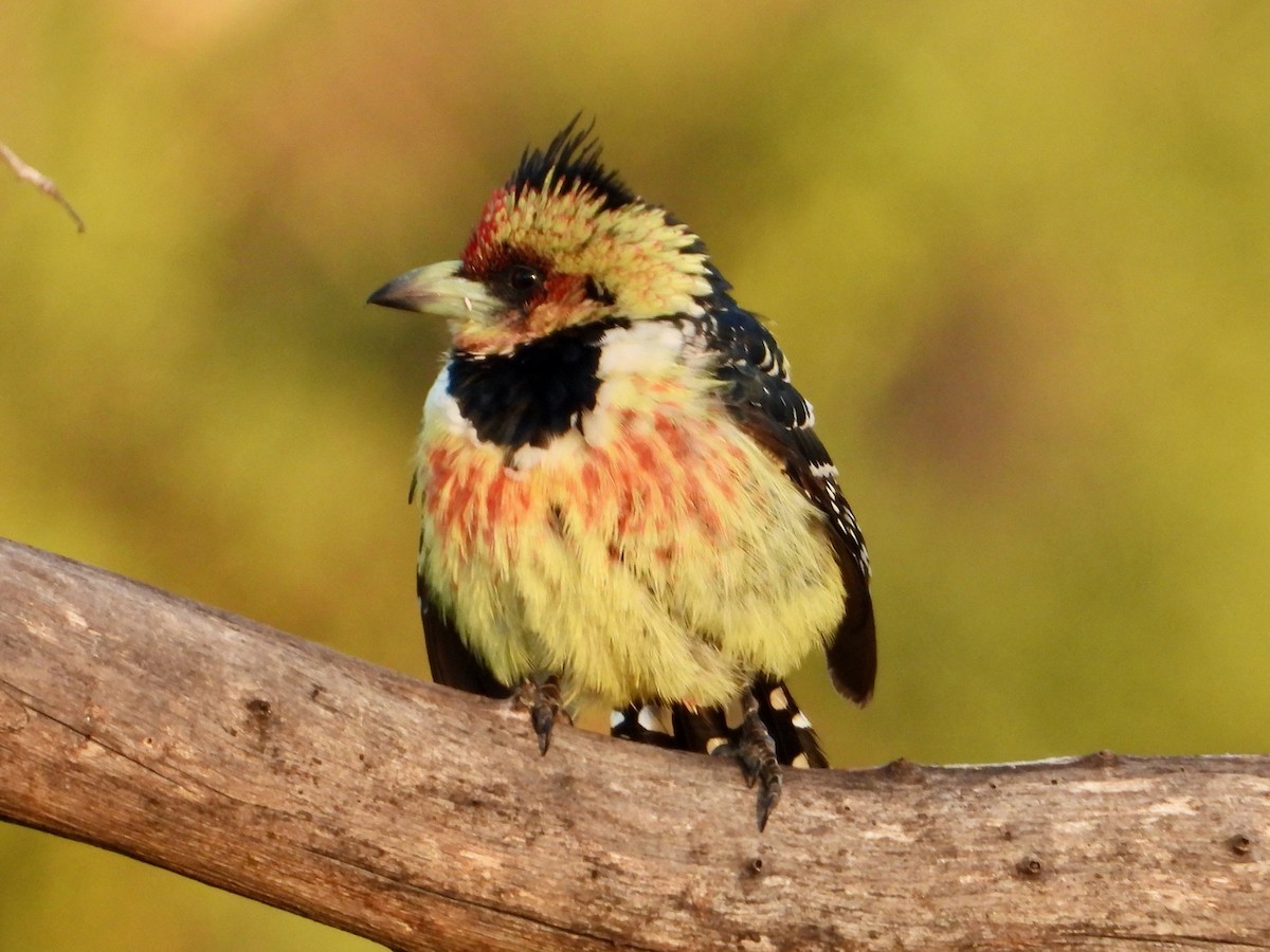 Crested Barbet - ML620684263