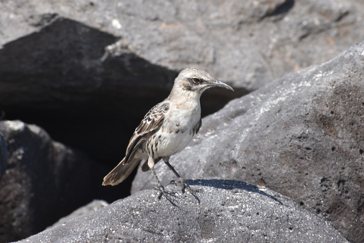 Española Mockingbird - ML620684265