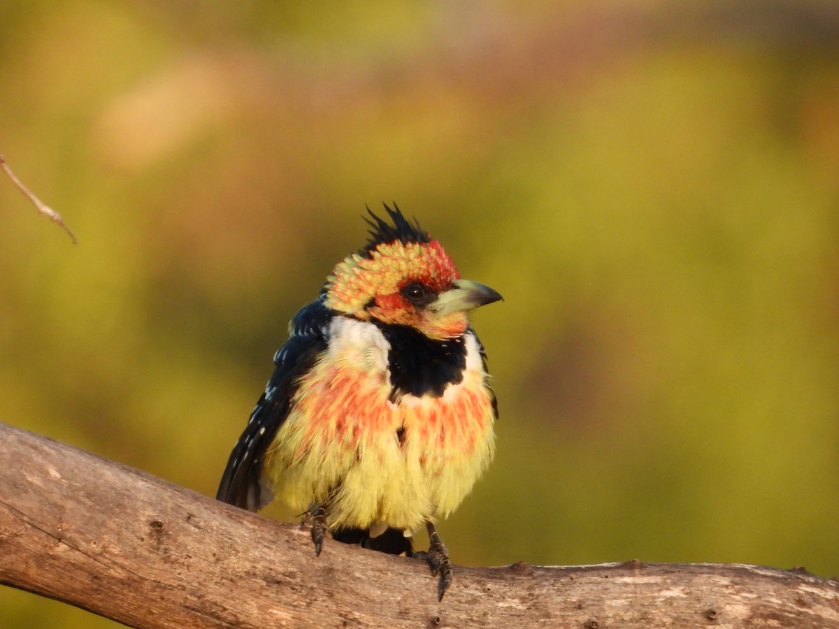 Crested Barbet - ML620684266