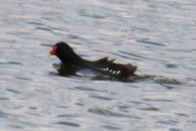 Eurasian Moorhen - ML620684273