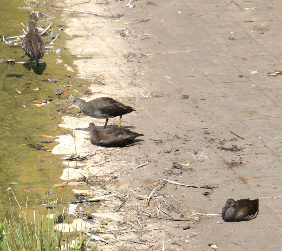 Eurasian Moorhen - ML620684275