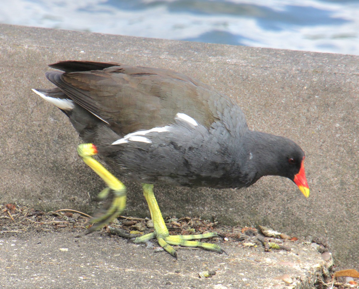 Eurasian Moorhen - ML620684276