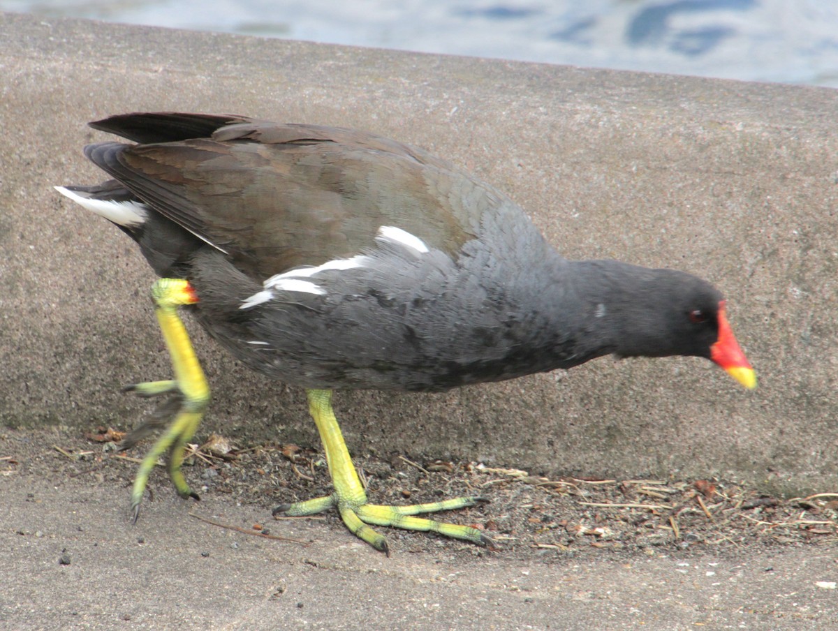 Eurasian Moorhen - ML620684277