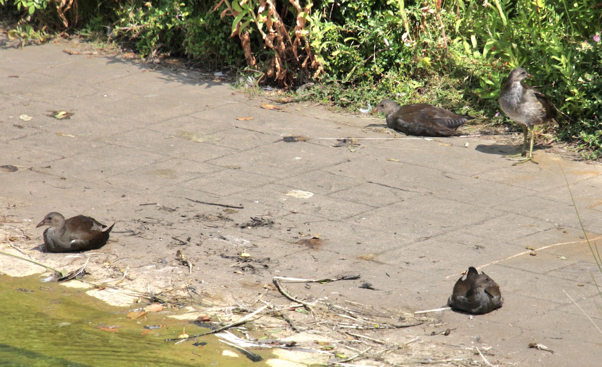 Eurasian Moorhen - ML620684280