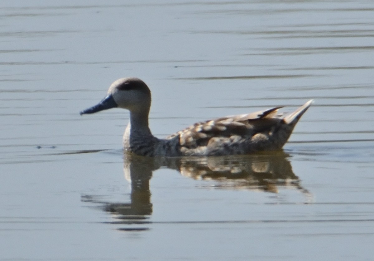 Marbled Duck - ML620684282