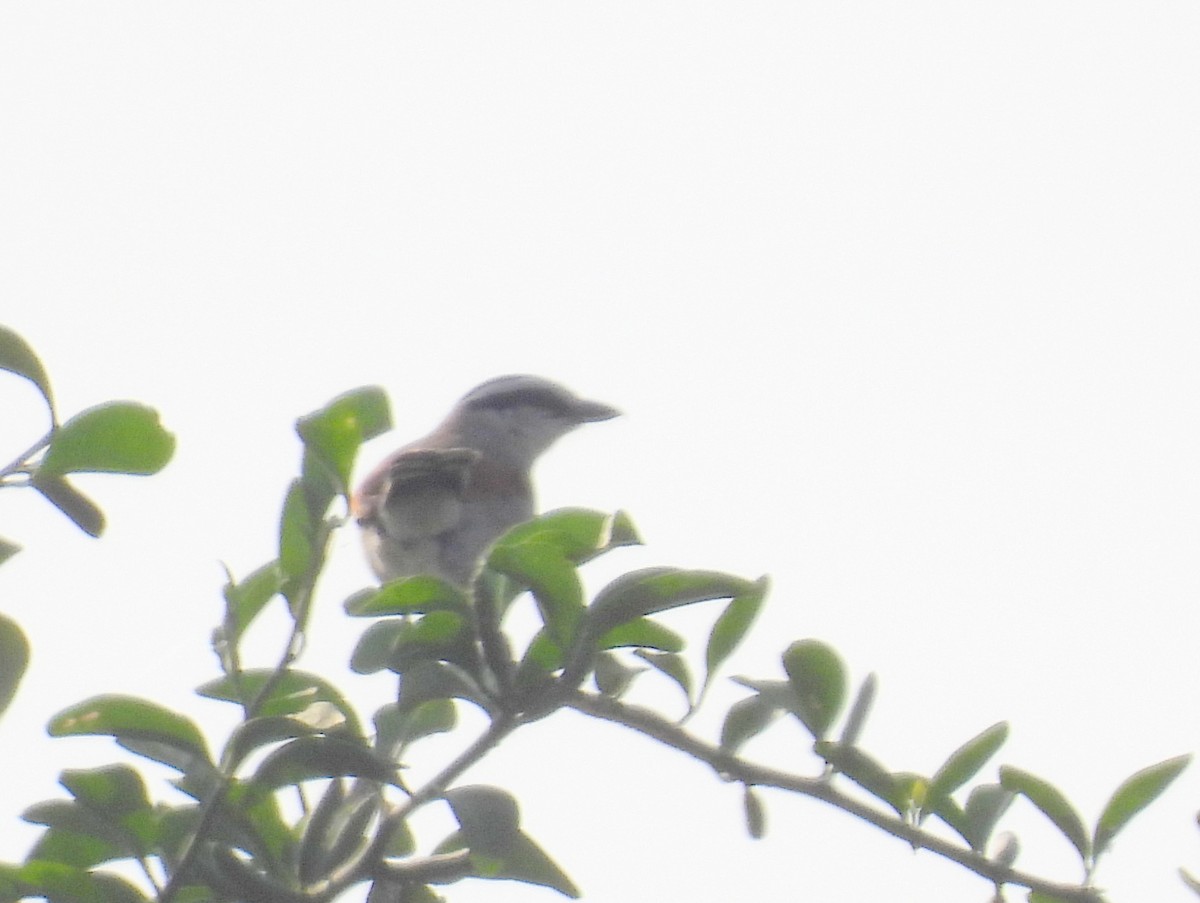 Brown-crowned Tchagra - ML620684283