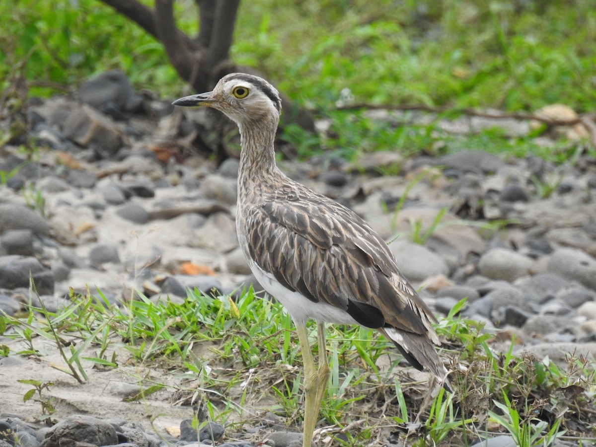 Double-striped Thick-knee - ML620684286