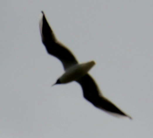 Black-headed Gull - ML620684287