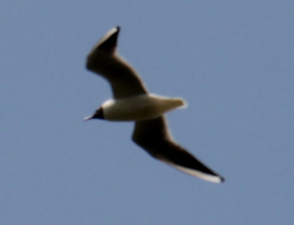 Black-headed Gull - ML620684288