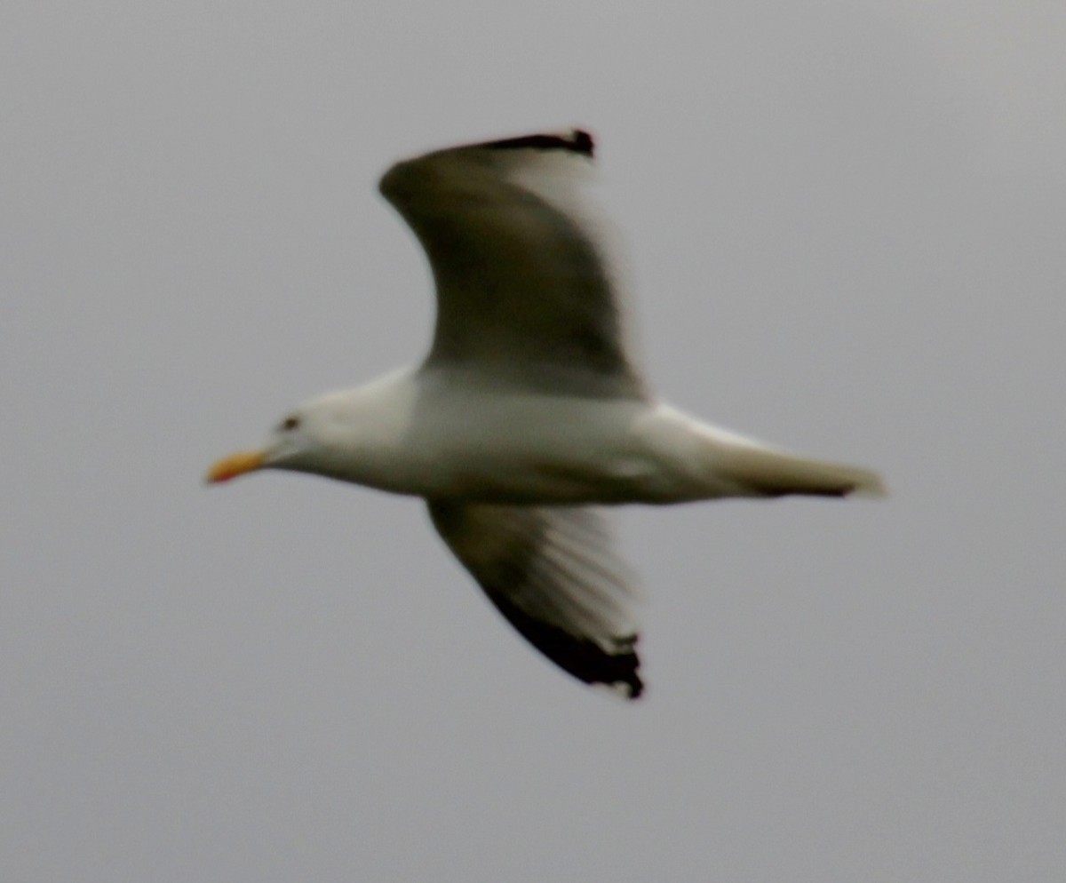 Gaviota Argéntea (europea) - ML620684292