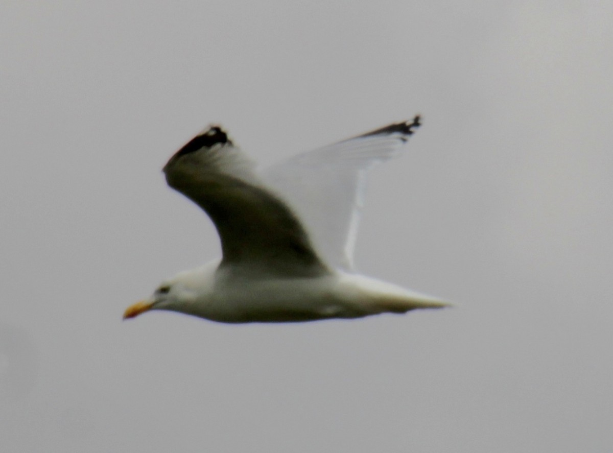 Herring Gull (European) - ML620684293