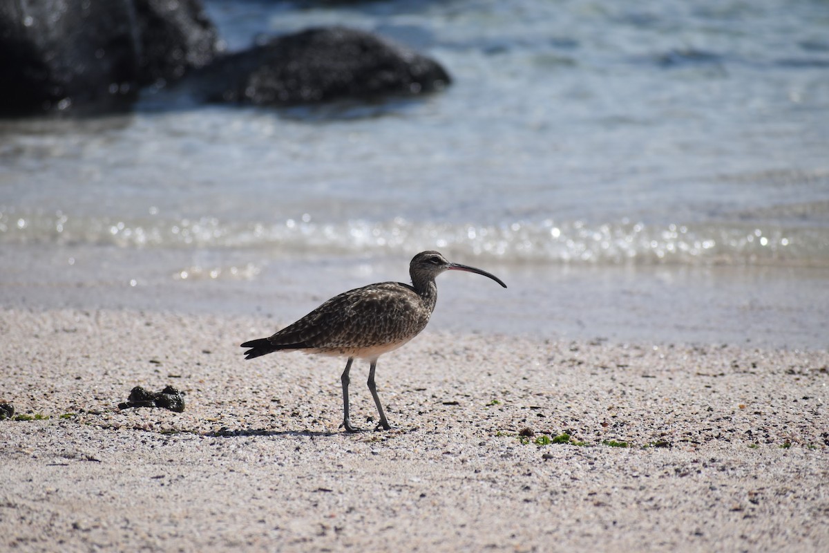 Regenbrachvogel - ML620684294