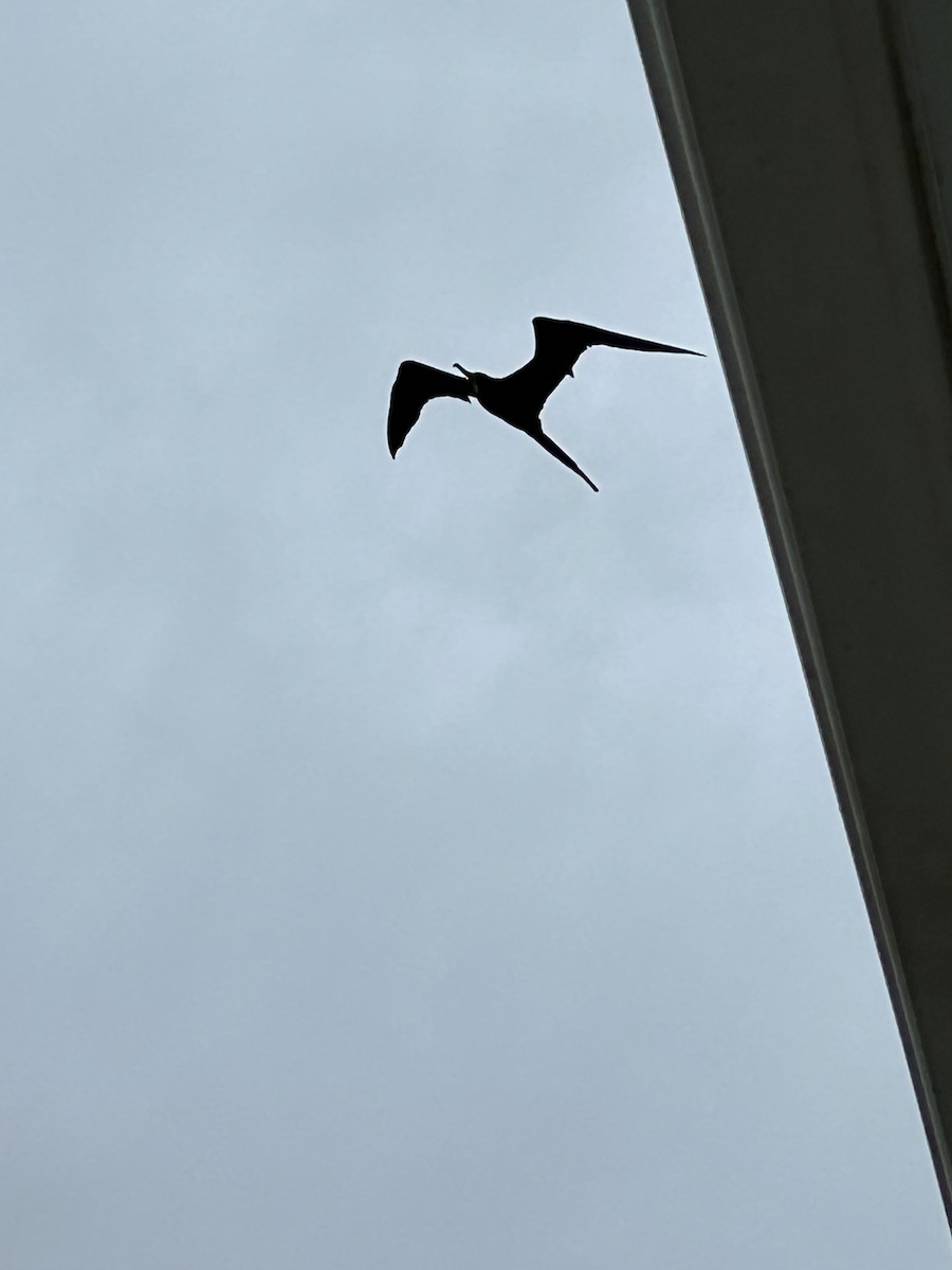 Magnificent Frigatebird - ML620684298