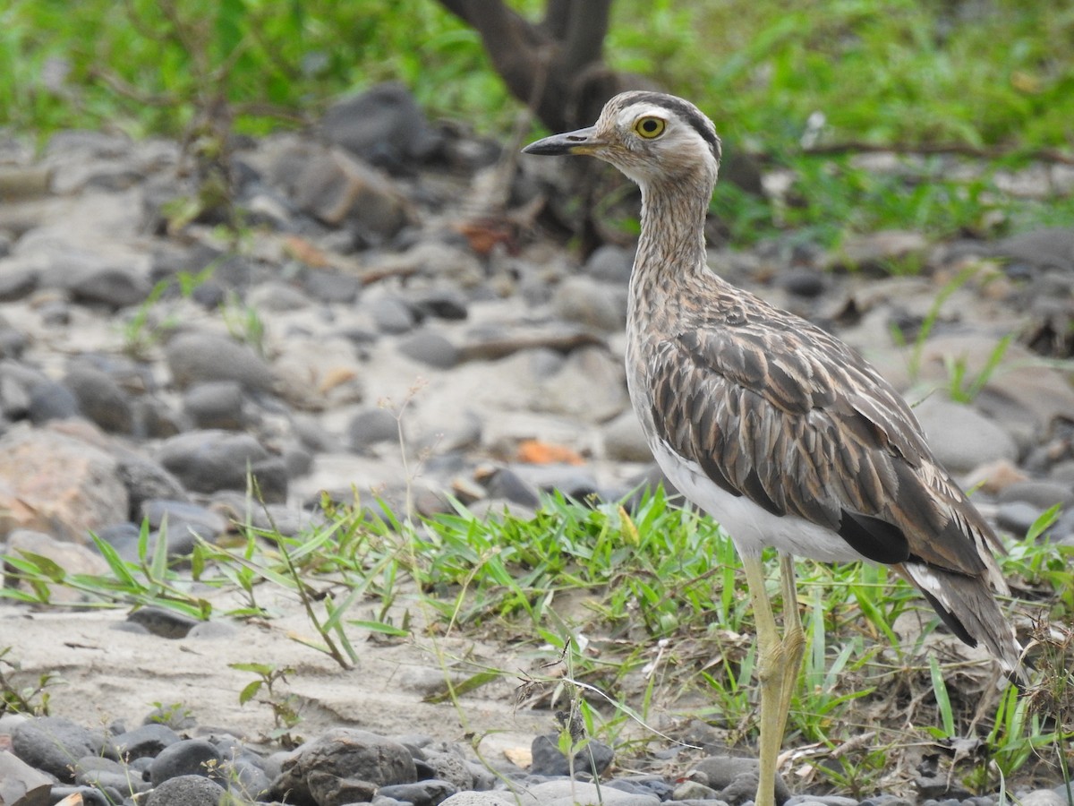 Double-striped Thick-knee - ML620684299