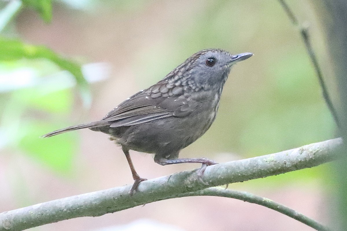 Streaked Wren-Babbler - ML620684301