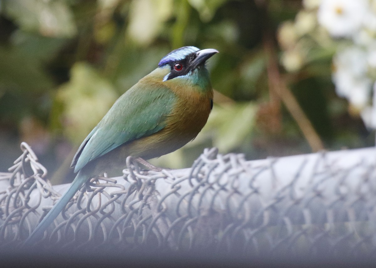 Lesson's Motmot - ML620684307