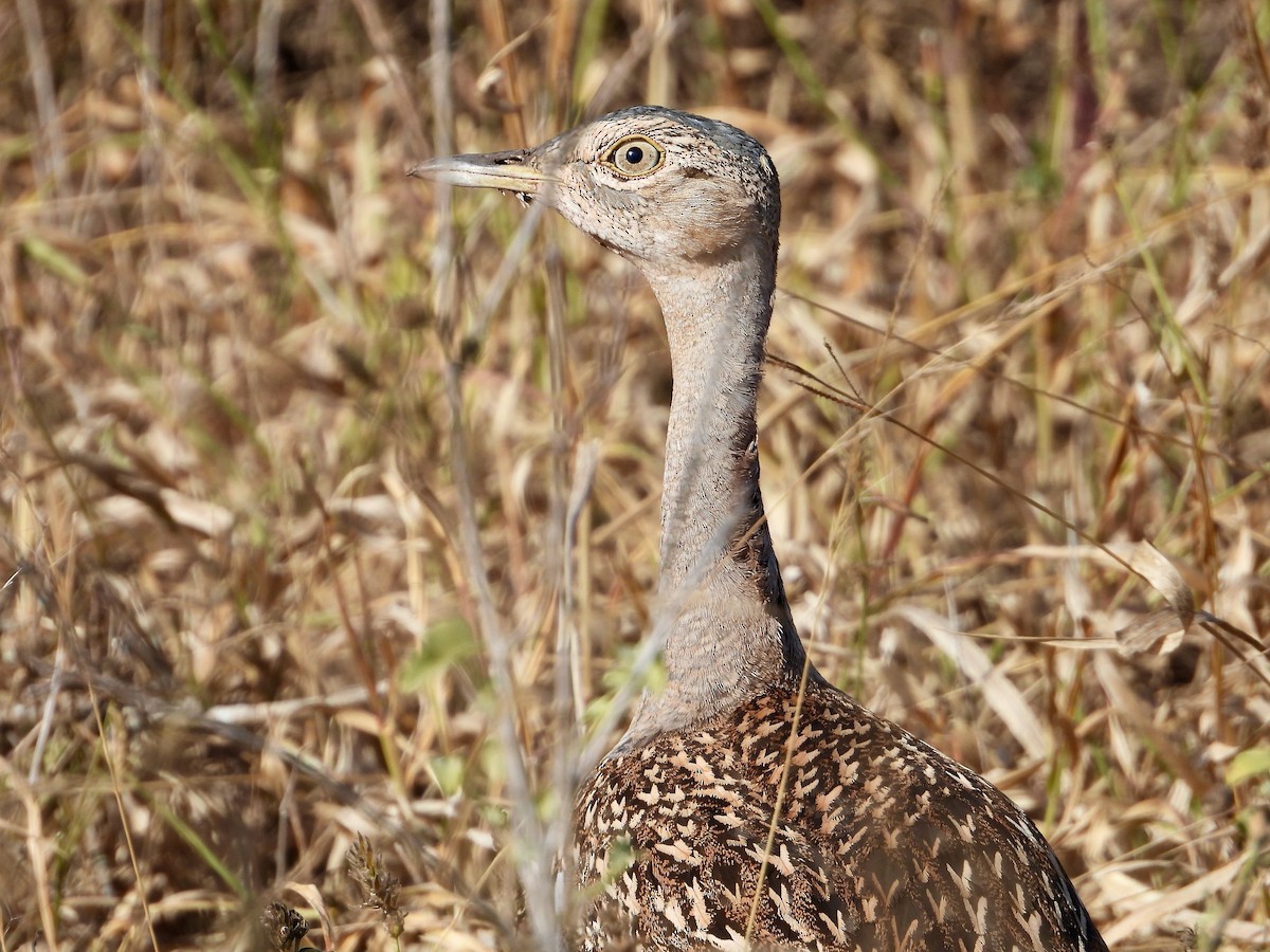 Red-crested Bustard - ML620684308