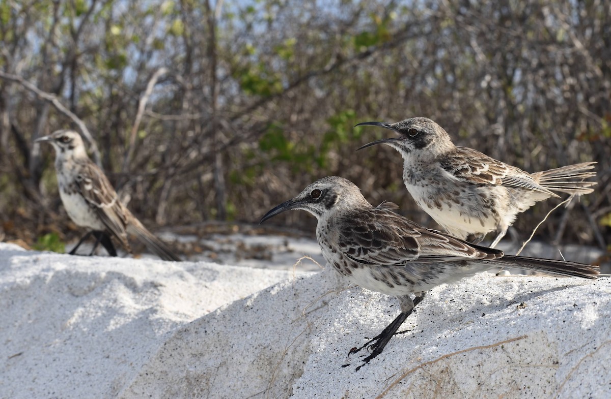 Española Mockingbird - ML620684314