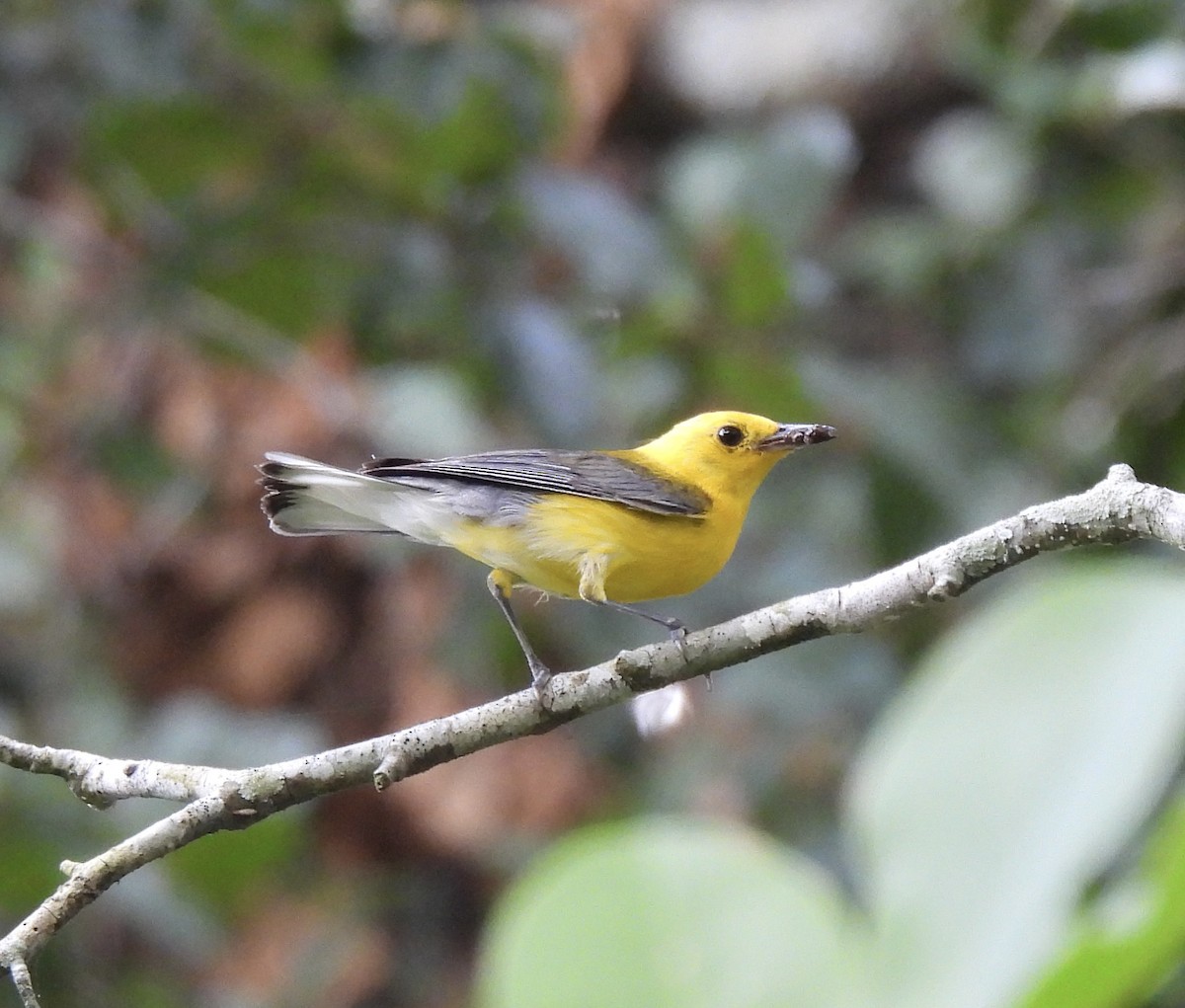 Prothonotary Warbler - ML620684315