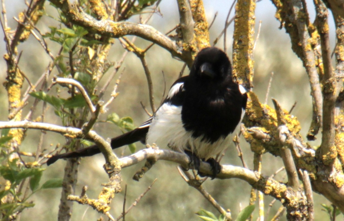 Eurasian Magpie (Eurasian) - ML620684317