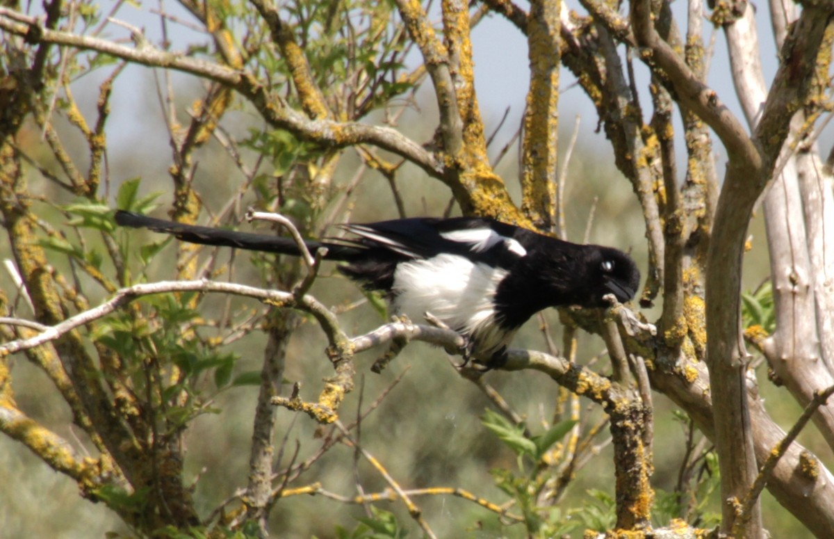 Eurasian Magpie (Eurasian) - ML620684319