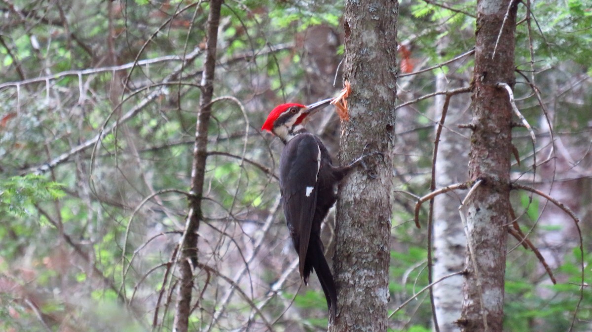 Pileated Woodpecker - ML620684320