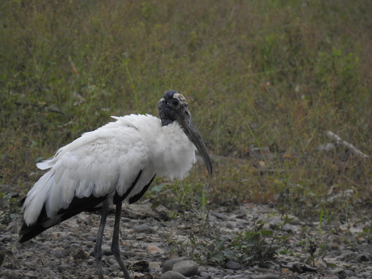 Wood Stork - Coral Avilés Santiago