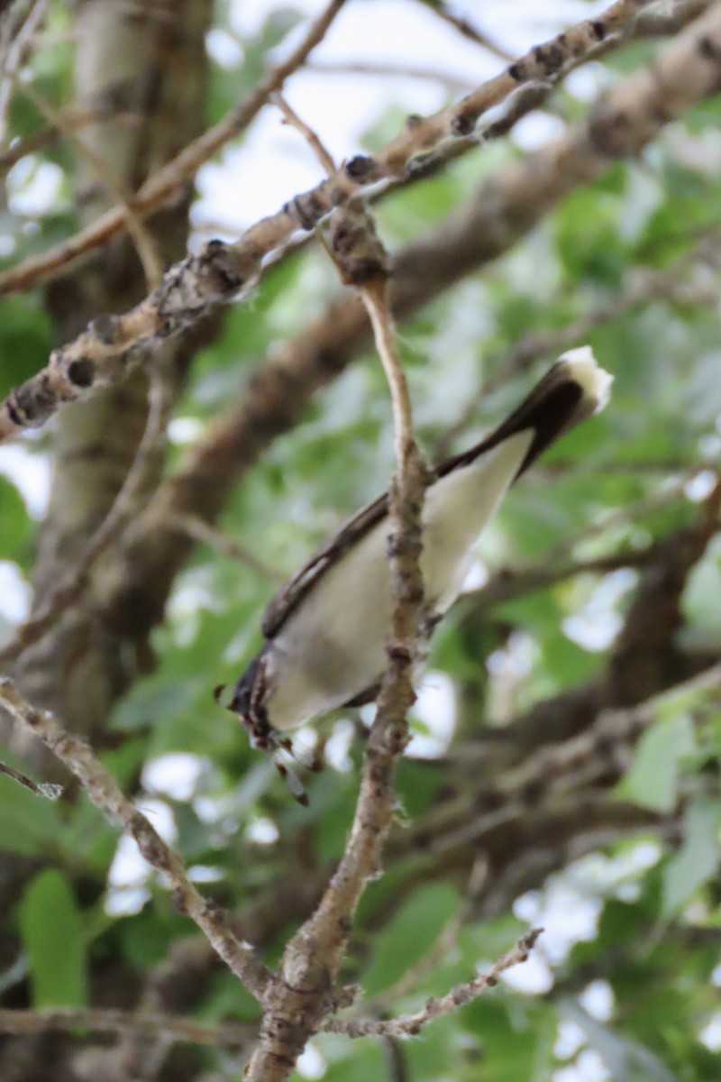 Eastern Kingbird - Jonathan Montgomery