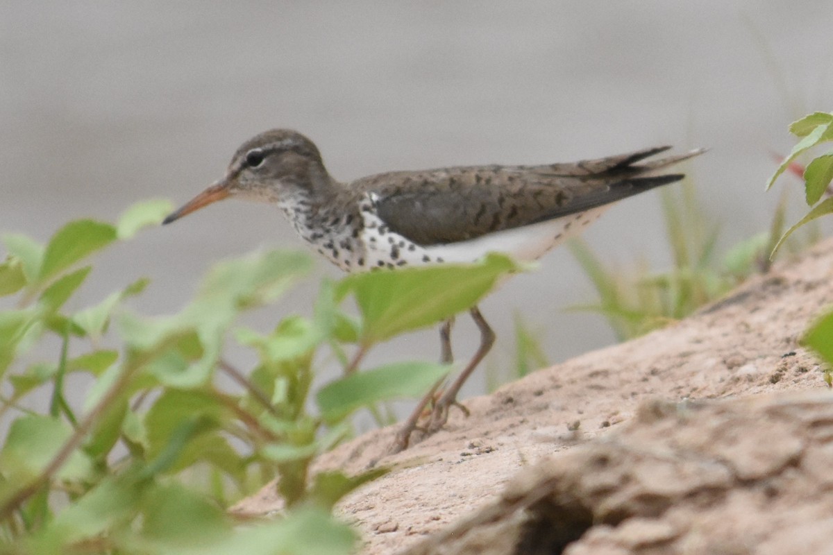 Spotted Sandpiper - ML620684329