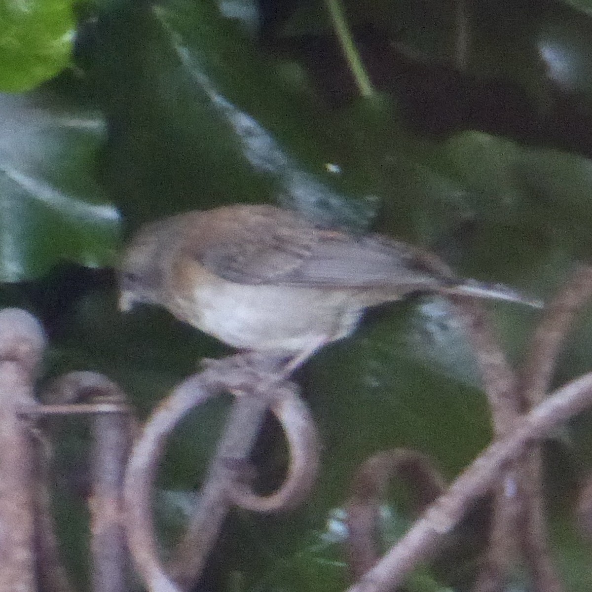 Dark-eyed Junco (Oregon) - ML620684331