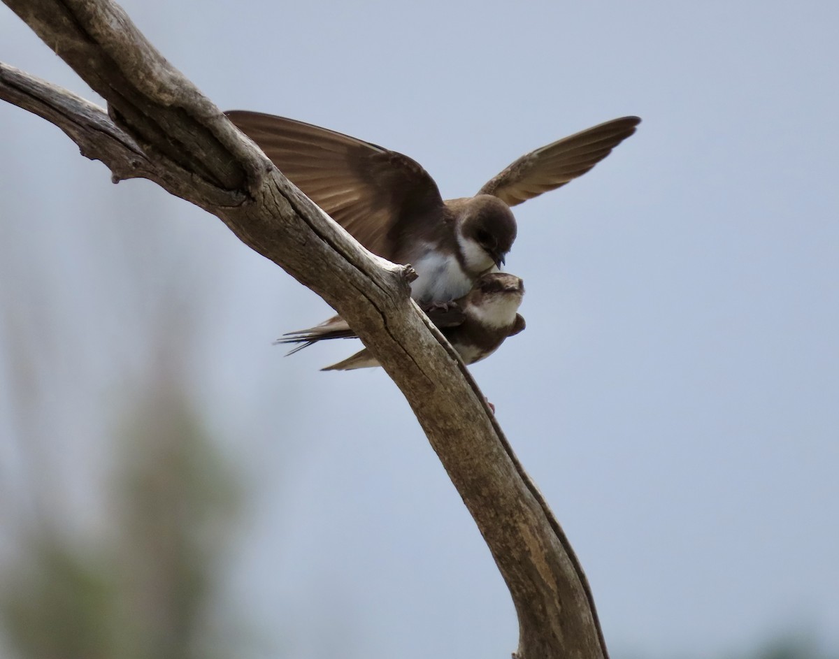 Northern Rough-winged Swallow - ML620684337