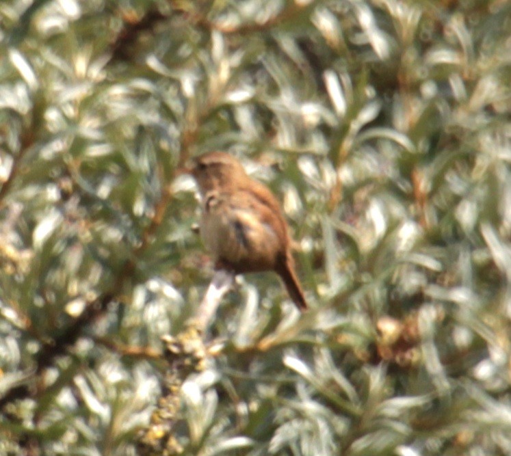 Eurasian Wren (British) - ML620684338