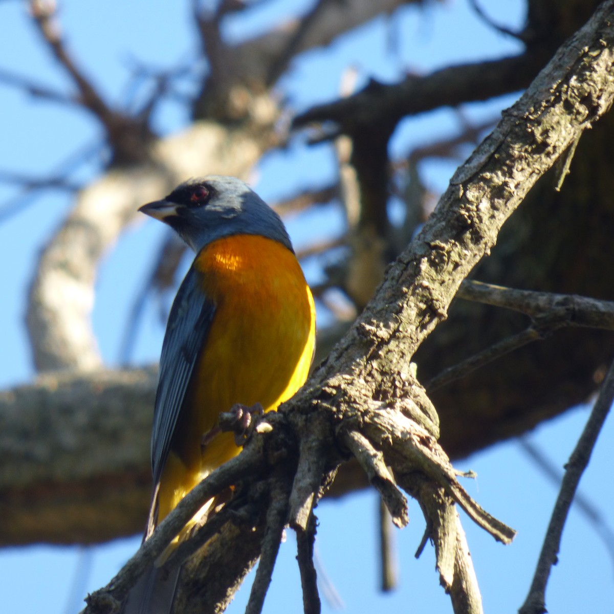 Blue-and-yellow Tanager - ML620684339