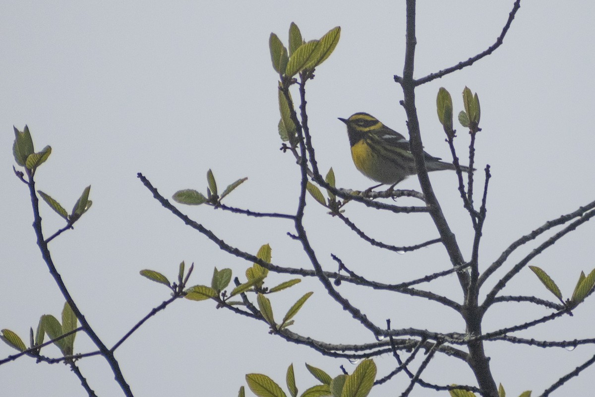 Townsend's Warbler - ML620684343