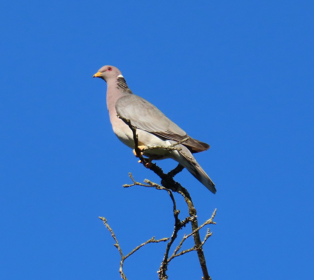 Band-tailed Pigeon - ML620684344