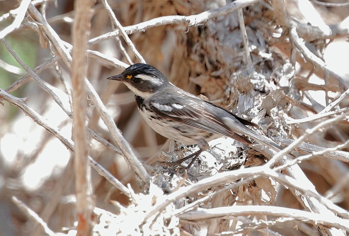 Black-throated Gray Warbler - ML620684345