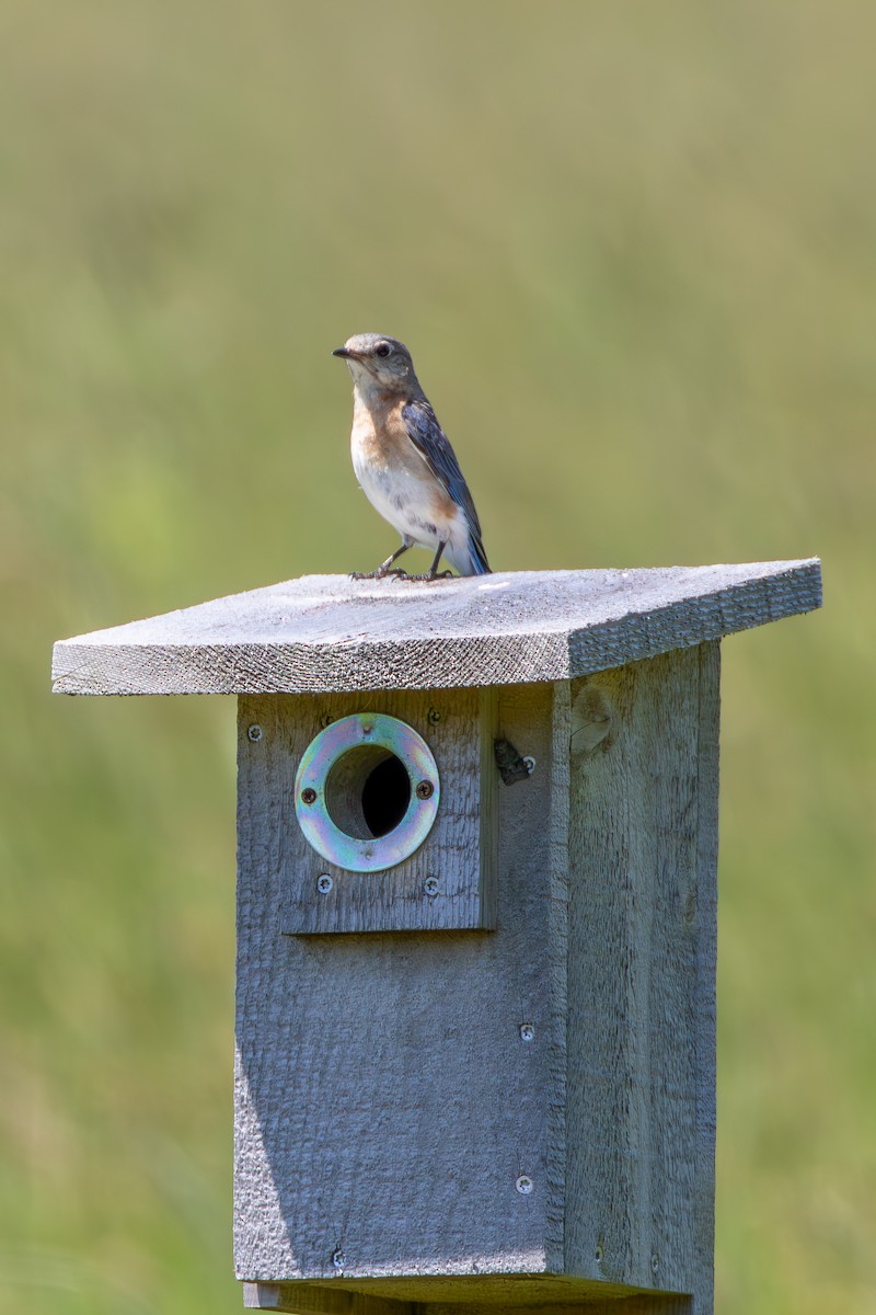 Eastern Bluebird - ML620684347