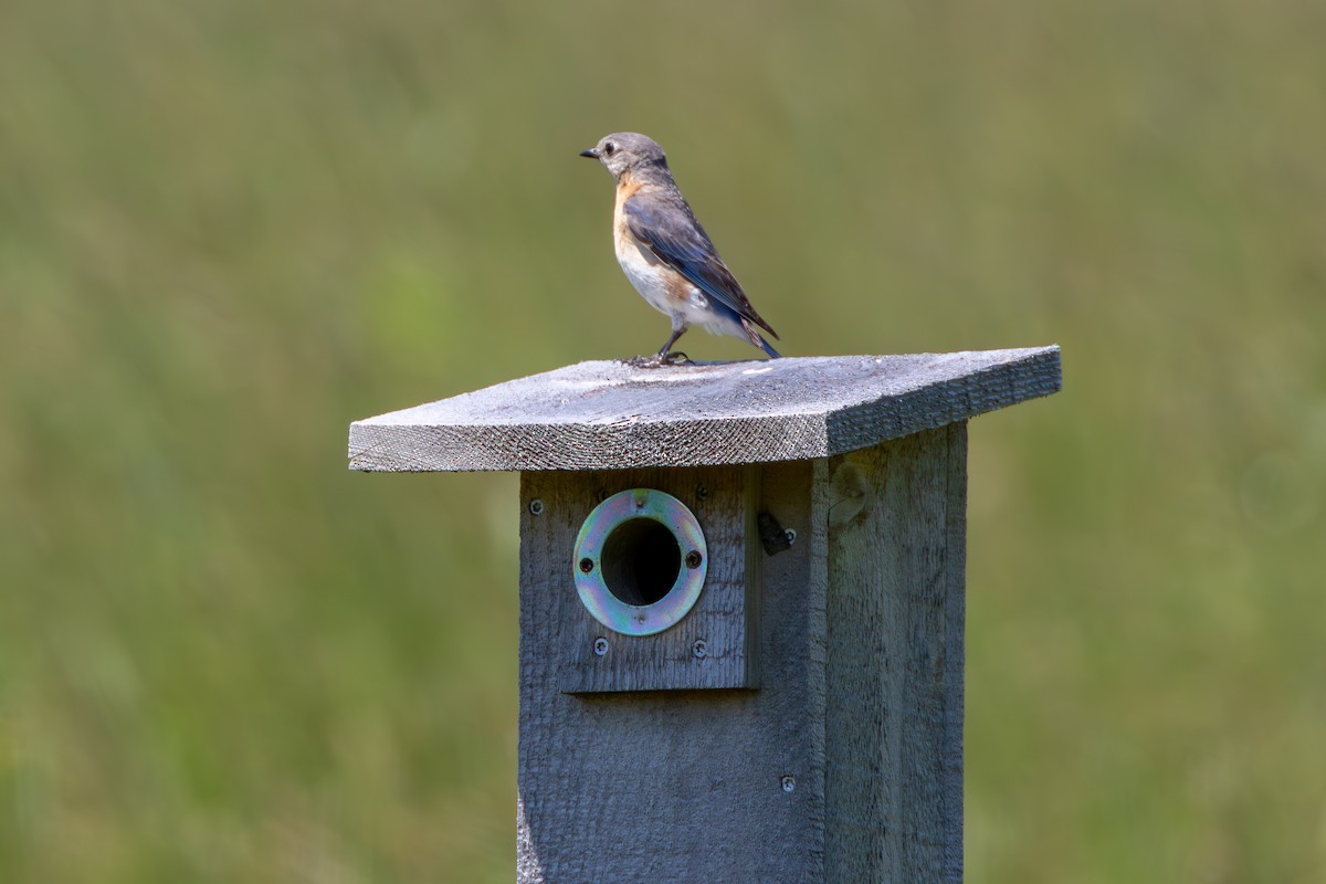 Eastern Bluebird - ML620684348