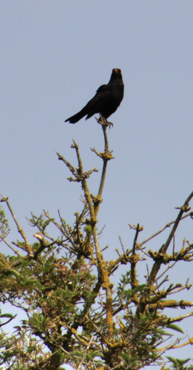 Eurasian Blackbird - Samuel Harris