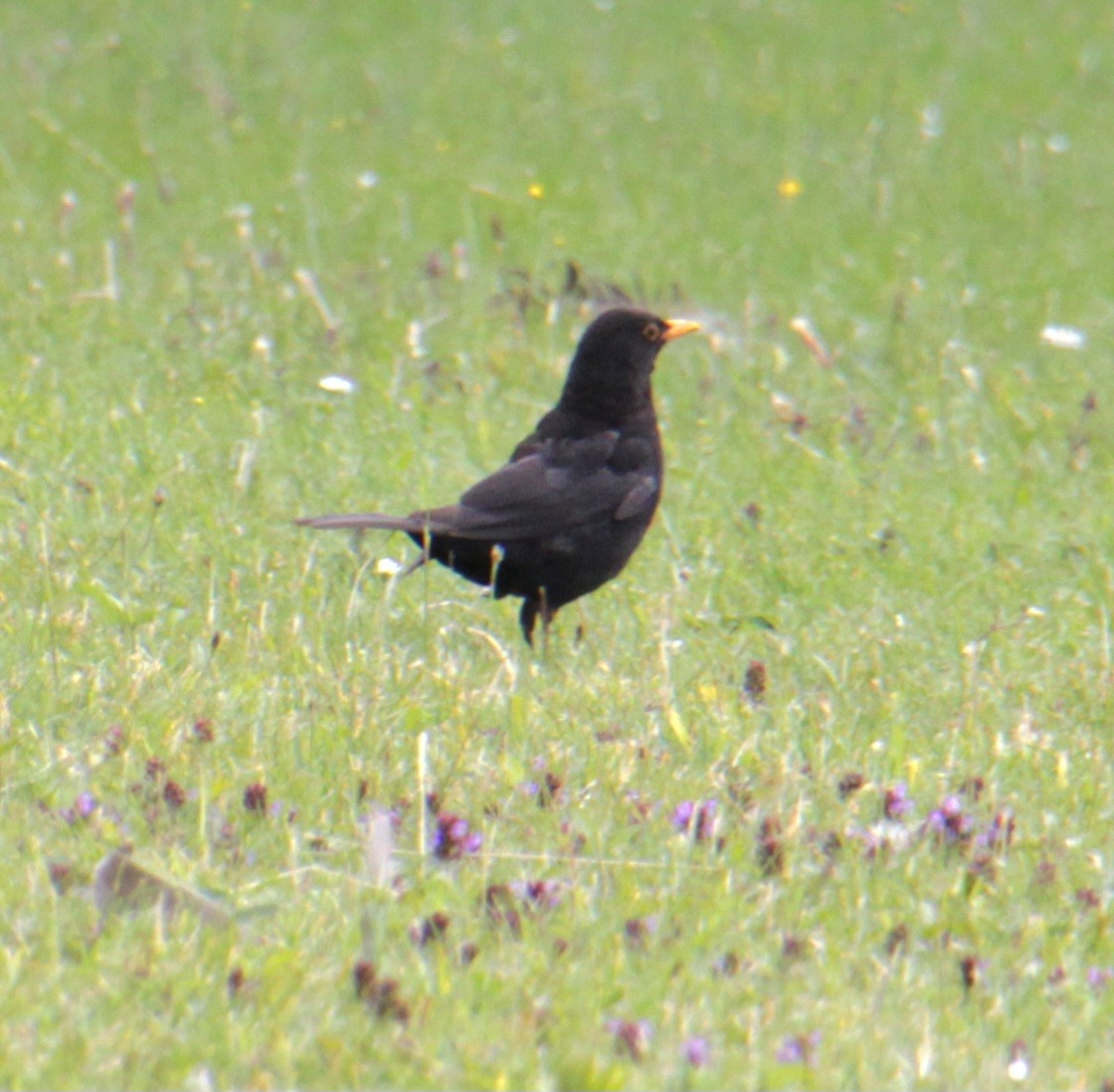 Eurasian Blackbird - ML620684351