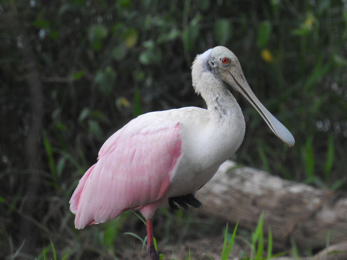 Roseate Spoonbill - ML620684352