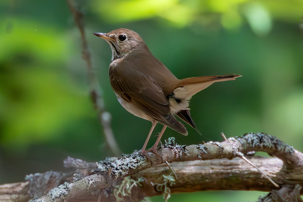 Hermit Thrush - ML620684356