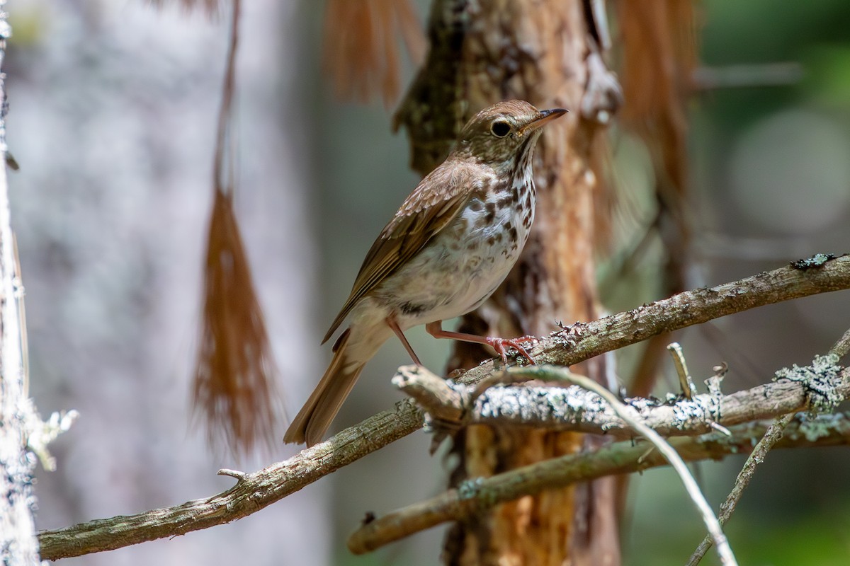 Hermit Thrush - ML620684357