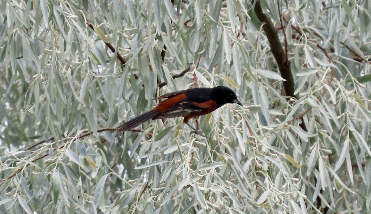 Orchard Oriole - ML620684358