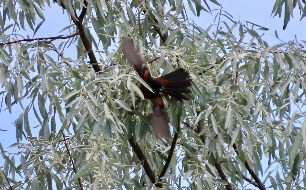 Orchard Oriole - ML620684359