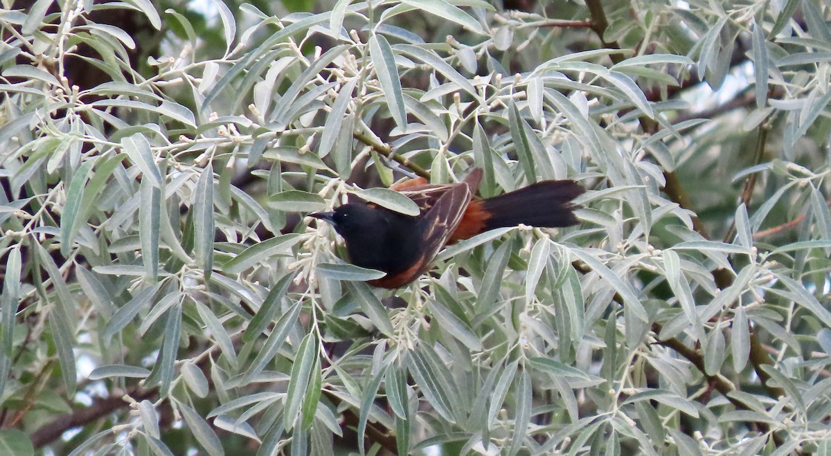 Orchard Oriole - Jonathan Montgomery