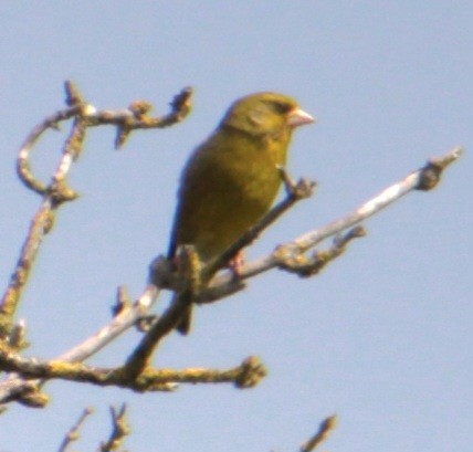 European Greenfinch - ML620684366