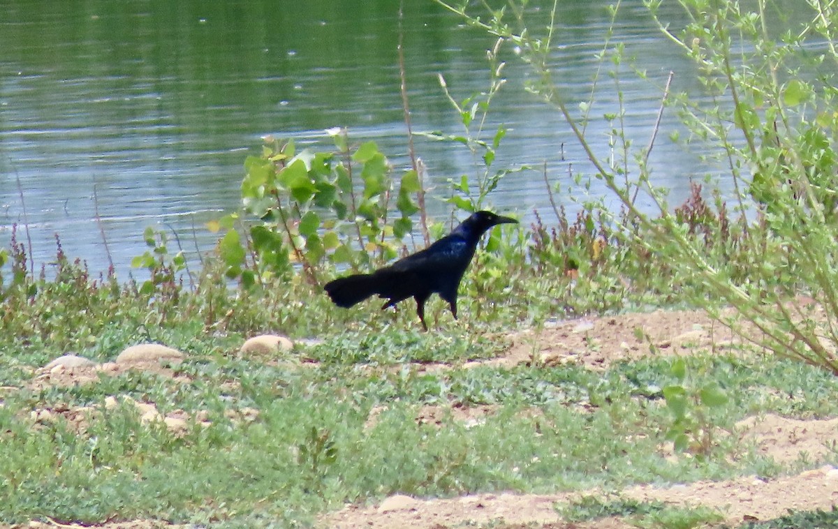 Great-tailed Grackle - ML620684369