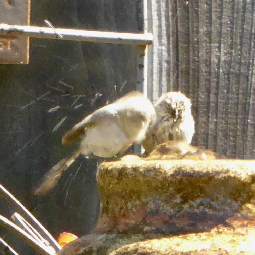 Bushtit (Pacific) - ML620684370